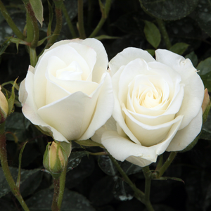 Caracterizat de flori albe continue, grupate, durabile, este un trandafir adevărat de strat.
